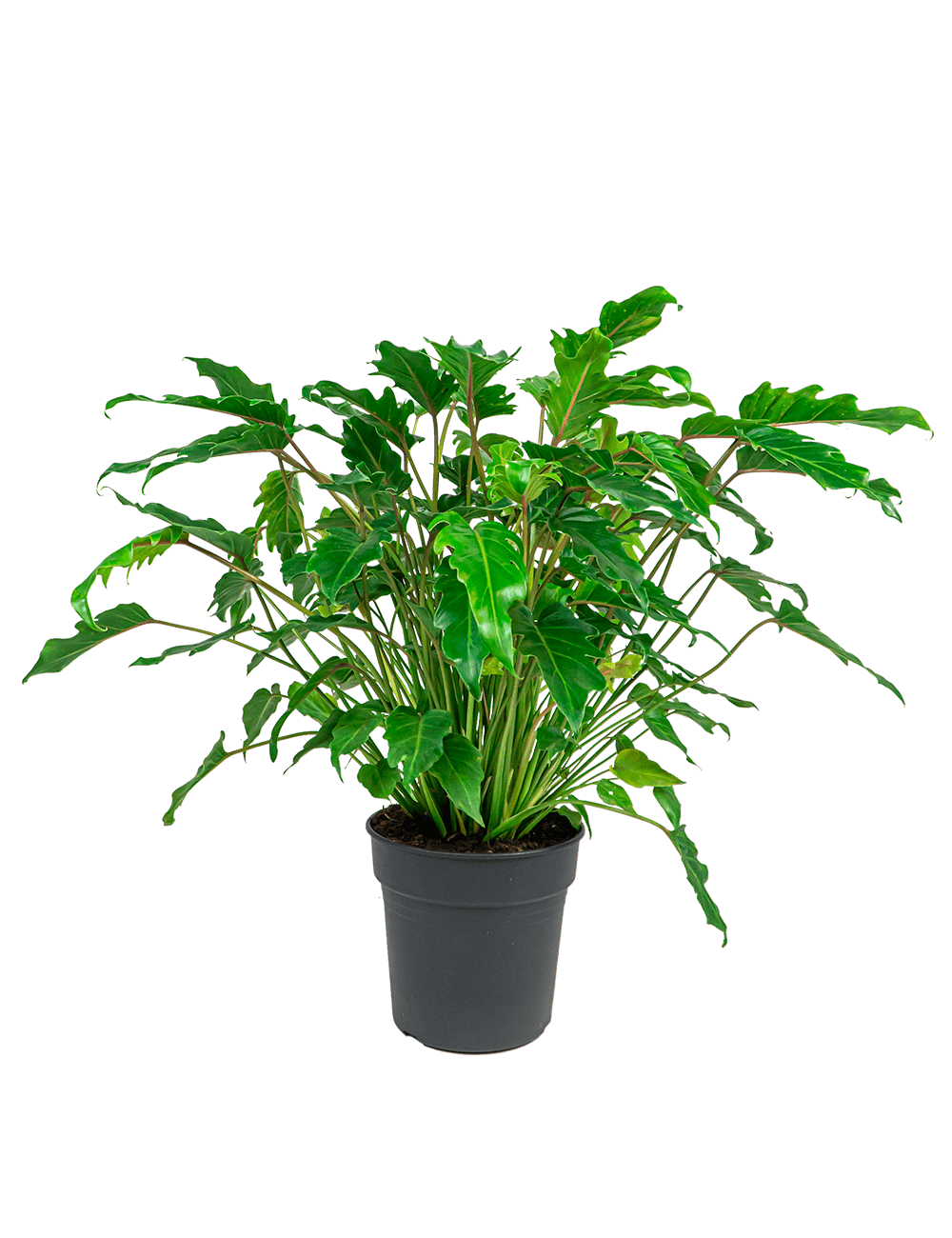 Verzorgingstips Philodendron